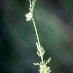 Photographie n°76029 du taxon Torilis nodosa (L.) Gaertn.