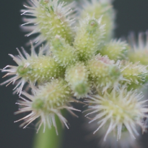 Photographie n°76032 du taxon Torilis nodosa (L.) Gaertn.