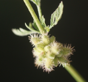 Liliane Roubaudi, le  4 juin 2012 (Vendres (rives de l'étang))
