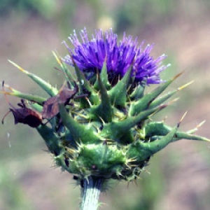 Photographie n°76039 du taxon Silybum marianum (L.) Gaertn. [1791]