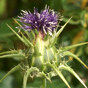 Photographie n°76041 du taxon Silybum marianum (L.) Gaertn. [1791]