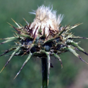 Photographie n°76046 du taxon Silybum marianum (L.) Gaertn. [1791]