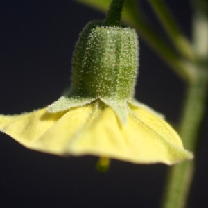 Photographie n°76052 du taxon Physalis viscosa L. [1753]