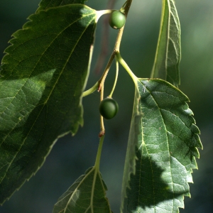 Photographie n°76056 du taxon Celtis australis L. [1753]