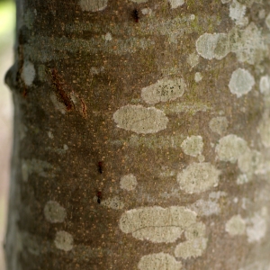 Photographie n°76058 du taxon Celtis australis L. [1753]