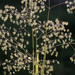 Photographie n°76060 du taxon Briza minor L. [1753]