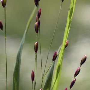 Melica uniflora Retz. [1779] [nn41756] par Olivier NAWROT le 02/06/2009 - Fontainebleau