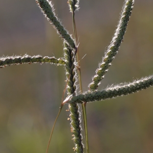 Photographie n°76062 du taxon Paspalum dilatatum Poir. [1804]