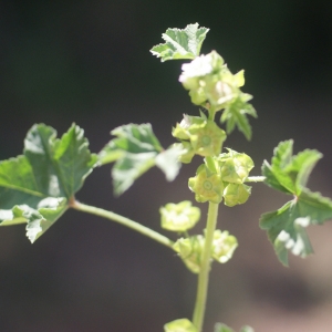 Photographie n°76068 du taxon Malva verticillata L. [1753]