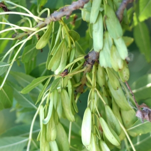 Photographie n°76079 du taxon Fraxinus excelsior L. [1753]