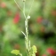  Liliane Roubaudi - Crepis foetida L. [1753]