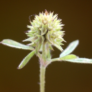 Photographie n°76102 du taxon Trifolium maritimum Huds. [1762]