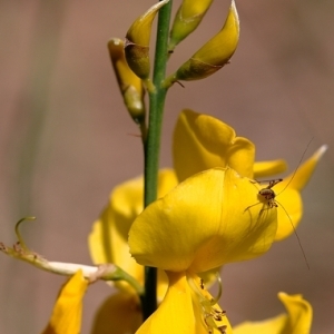 Photographie n°76104 du taxon Spartium junceum L. [1753]