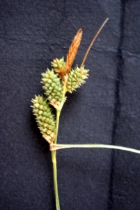 Liliane Roubaudi, le  2 juin 2012 (Gruissan)