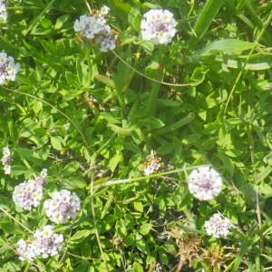 Photographie n°76126 du taxon Phyla filiformis (Schrad.) Meikle [1985]