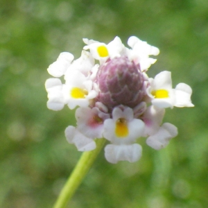 Photographie n°76128 du taxon Phyla filiformis (Schrad.) Meikle [1985]