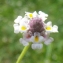  Liliane Roubaudi - Phyla filiformis (Schrad.) Meikle [1985]