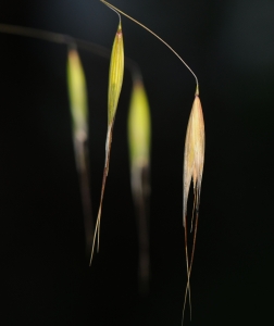 Laurence Gourdel, le 27 mai 2012 (Pornic (Pornic))