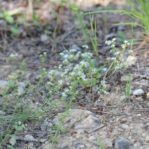 Photographie n°76148 du taxon Galium pumilum Murray [1770]