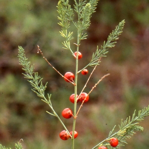 Photographie n°76151 du taxon Asparagus officinalis L. [1753]