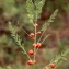  Liliane Roubaudi - Asparagus officinalis L. [1753]