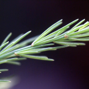 Photographie n°76154 du taxon Asparagus officinalis L. [1753]