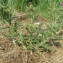  Liliane Roubaudi - Cirsium vulgare subsp. crinitum (Boiss. ex DC.) Arènes [1948]