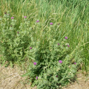 Photographie n°76170 du taxon Cirsium vulgare subsp. crinitum (Boiss. ex DC.) Arènes [1948]