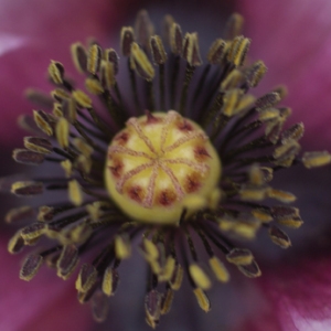 Photographie n°76171 du taxon Papaver setigerum DC. [1815]