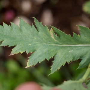 Photographie n°76172 du taxon Papaver setigerum DC. [1815]