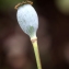  Liliane Roubaudi - Papaver setigerum DC. [1815]