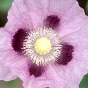 Papaver somniferum subsp. subspontaneum Basil.