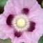  Liliane Roubaudi - Papaver somniferum L. [1753]