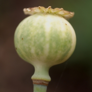 Photographie n°76188 du taxon Papaver somniferum L. [1753]