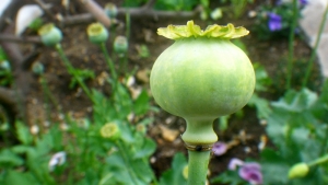 Liliane Roubaudi, le 28 mai 2012 (Fleury (chemin vers la déchetterie - mais aussi jardin))