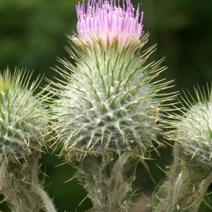 Photographie n°76200 du taxon Cirsium vulgare subsp. crinitum (Boiss. ex DC.) Arènes [1948]