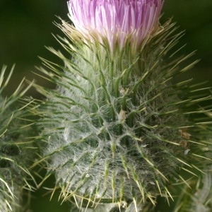 Photographie n°76201 du taxon Cirsium vulgare subsp. crinitum (Boiss. ex DC.) Arènes [1948]