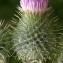  Liliane Roubaudi - Cirsium vulgare subsp. crinitum (Boiss. ex DC.) Arènes [1948]