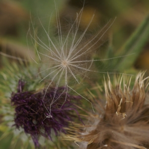 Photographie n°76204 du taxon Cirsium vulgare subsp. crinitum (Boiss. ex DC.) Arènes [1948]