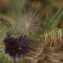  Liliane Roubaudi - Cirsium vulgare subsp. crinitum (Boiss. ex DC.) Arènes [1948]