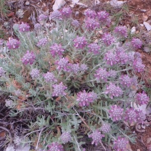 Photographie n°76206 du taxon Teucrium polium subsp. purpurascens (Benth.) S.Puech [1976]