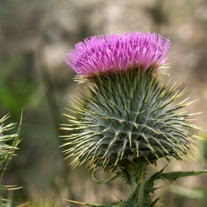 Photographie n°76208 du taxon Cirsium vulgare subsp. crinitum (Boiss. ex DC.) Arènes [1948]