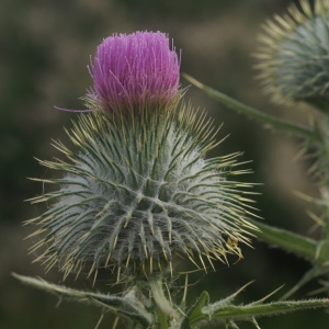 Cirsium vulgare subsp. crinitum (Boiss. ex DC.) Arènes (Cirse)