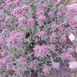 Photographie n°76212 du taxon Teucrium polium subsp. purpurascens (Benth.) S.Puech [1976]