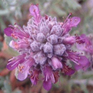 Photographie n°76218 du taxon Teucrium polium subsp. purpurascens (Benth.) S.Puech [1976]