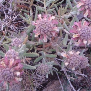 Photographie n°76225 du taxon Teucrium polium subsp. purpurascens (Benth.) S.Puech [1976]