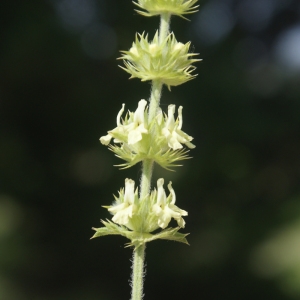 Photographie n°76229 du taxon Sideritis scordioides L. [1759]