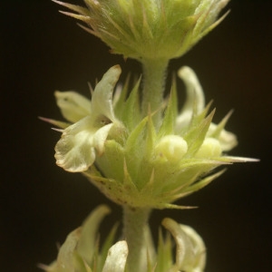 Photographie n°76232 du taxon Sideritis scordioides L. [1759]