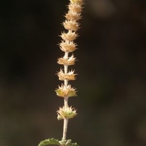  - Sideritis scordioides L. [1759]