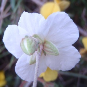 Photographie n°76240 du taxon Helianthemum pilosum (L.) Desf. [1804]